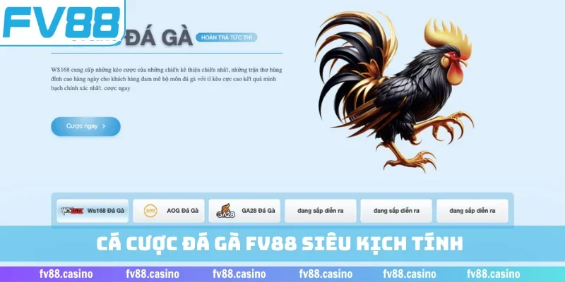 Cá cược đá gà FV88 siêu kịch tính